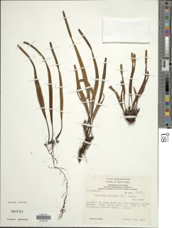 Lepisorus longifolius image