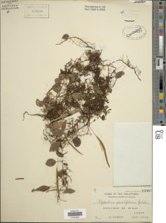 Selliguea pyrolifolia image