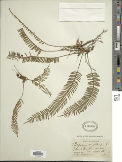 Pleopeltis cryptocarpa image