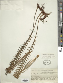 Pleopeltis minarum image