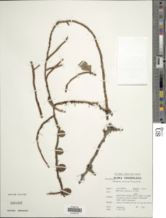 Microgramma mauritiana image