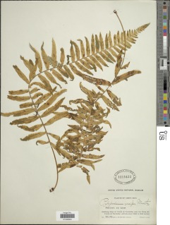 Polypodium ursipes image