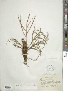 Pleopeltis desvauxii image