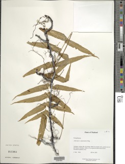 Image of Selliguea amplexifolia