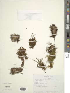 Moranopteris setulosa image