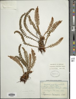 Pleopeltis monoides image