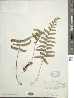 Polypodium subpetiolatum image