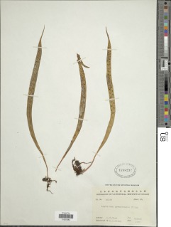 Image of Lepisorus pseudonudus