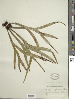 Pleopeltis furcata image