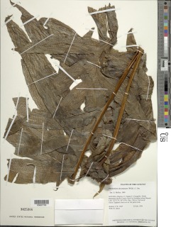 Phlebodium decumanum image