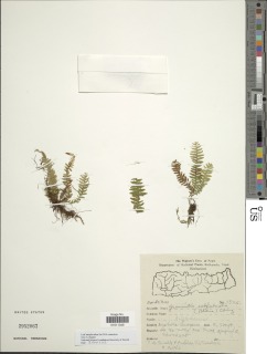 Tomophyllum donianum image