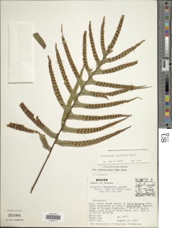 Pleopeltis collinsii image