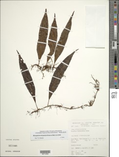 Microgramma dictyophylla image