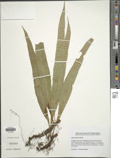 Lepisorus mehrae image