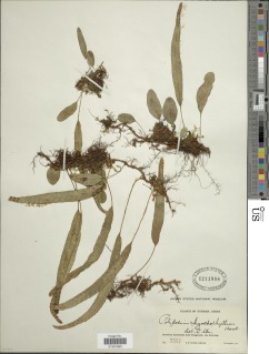 Selliguea rhynchophylla image