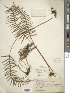 Pleopeltis platylepis image