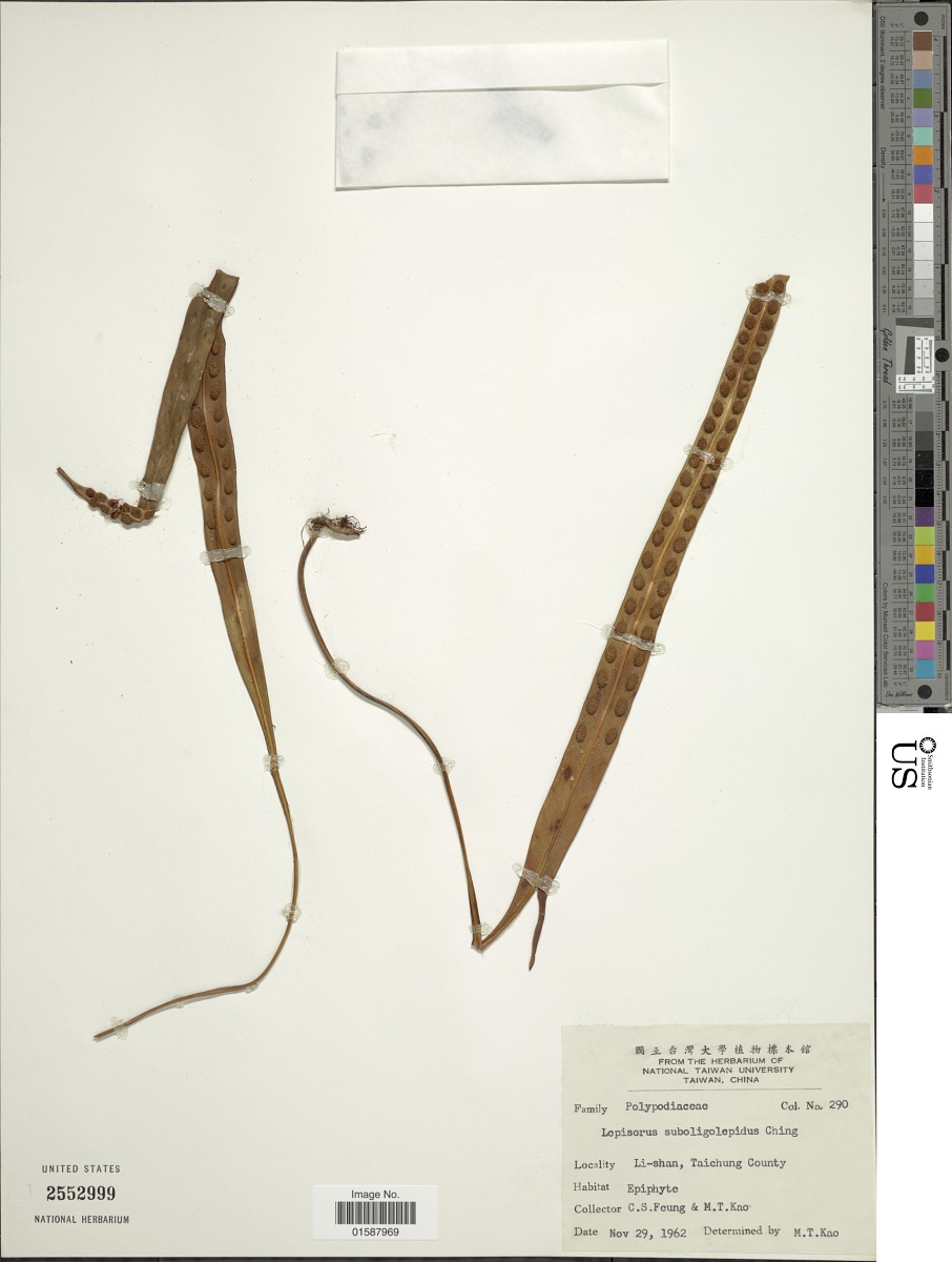 Lepisorus suboligolepidus image