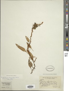 Adetogramma chrysolepis image