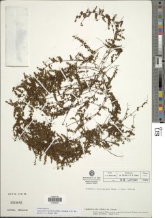Alansmia variabilis image