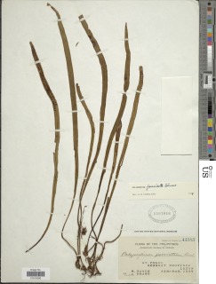 Oreogrammitis fasciata image