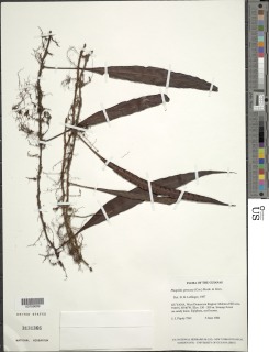 Microgramma percussa image