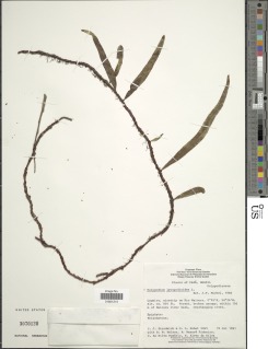 Microgramma lycopodioides image