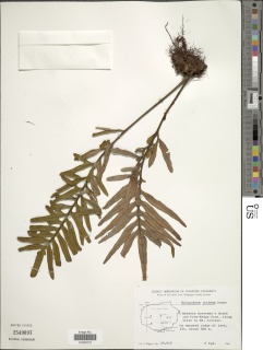 Pleopeltis tridens image