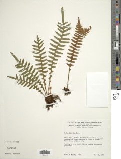 Pleopeltis insularum image