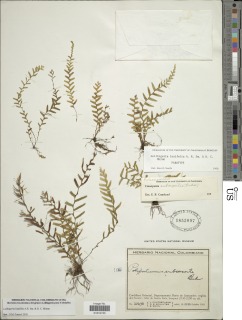 Lellingeria laxifolia image