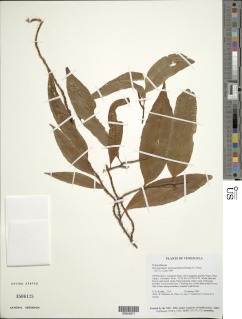Microgramma persicariifolia image