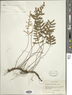Pleopeltis thyssanolepis image