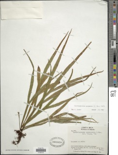 Pleopeltis panamensis image