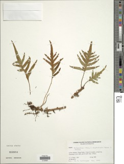Pleopeltis megalolepis image