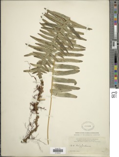 Polypodium plesiosorum image