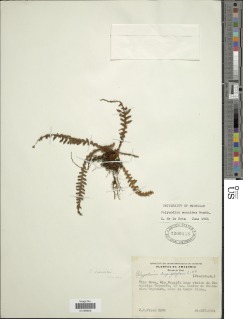Pleopeltis monoides image