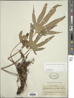Pyrrosia polydactyla image