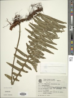 Pecluma chnoophora image
