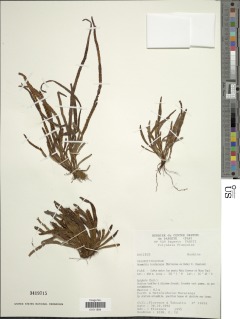 Radiogrammitis ligulata image