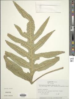 Image of Microsorum scolopendria