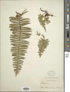 Pleopeltis wiesbaurii image
