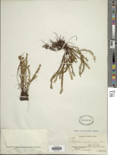 Micropolypodium sikkimense image