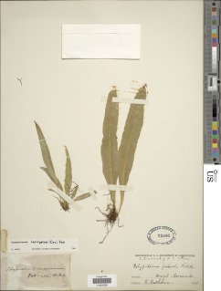Polypodium longipetiolatum image