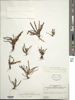 Cochlidium tepuiense image