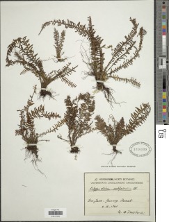 Tomophyllum subfalcatum image