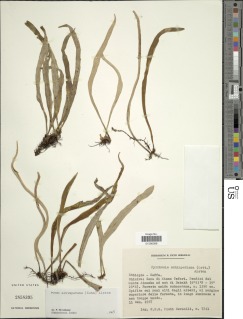 Image of Pyrrosia schimperiana
