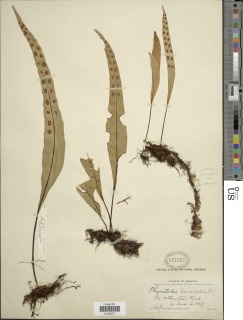 Pleopeltis marginata image