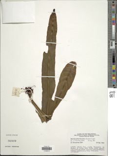 Lepisorus platyrhynchos image