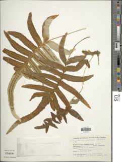 Polypodium eatonii image