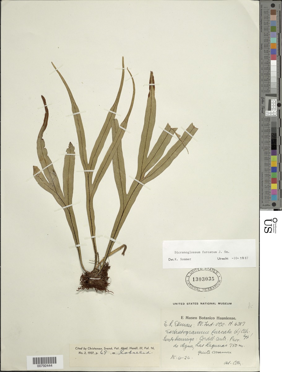 Pleopeltis furcata image