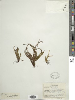 Cochlidium seminudum image